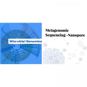 High definition 16s Rrna Gene Sequencing -
 Metagenomic Sequencing-Nanopore – Biomarker