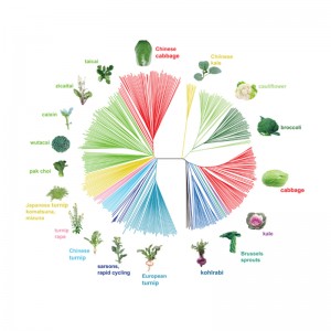 Manufactur standard Chloroplast Function -
 Evolutionary Genetics – Biomarker