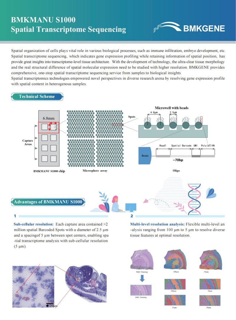 BMKMANU S1000 Spatial Transcriptome Sequencing–BMKGENE–2023.05