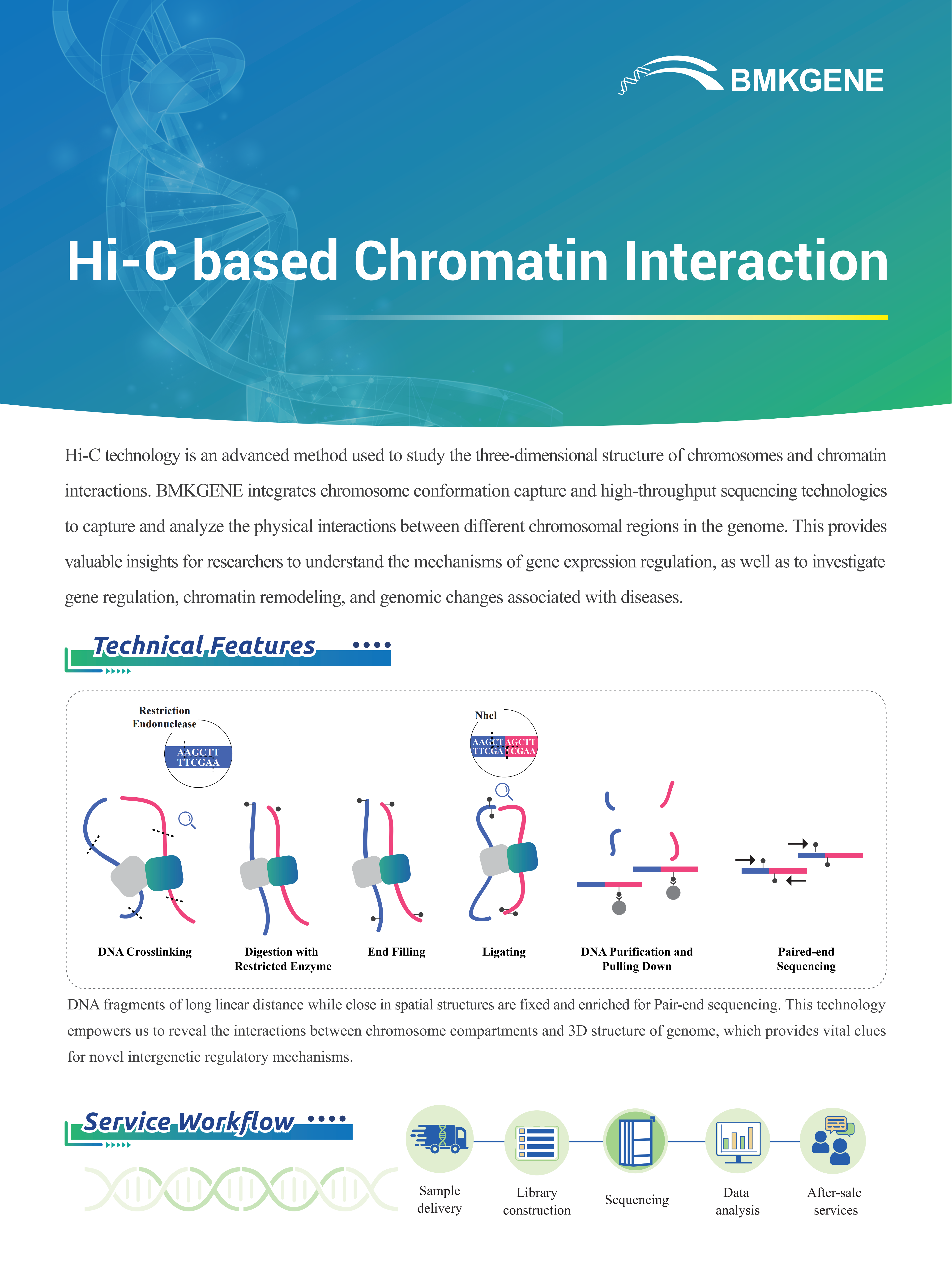 Hi-C based Chromatin Interaction–BMKGENE–2023.12