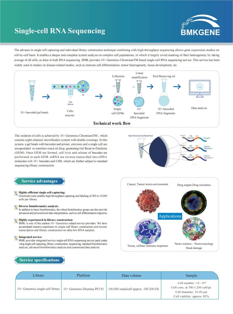 Single-cell RNA Sequencing–BMKGENE–2023.05