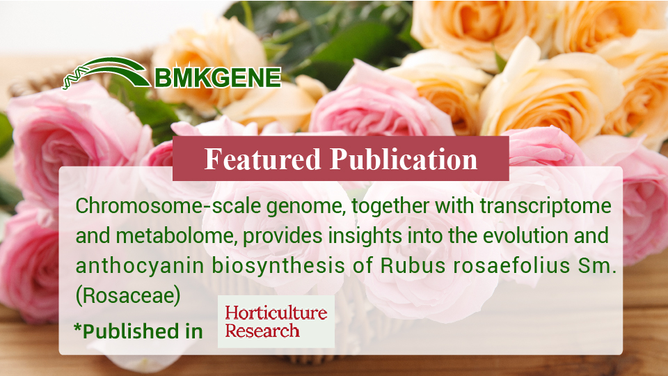 Featured Publication – Chromosome-scale genome, together with transcriptome and metabolome, provides insights into the evolution and anthocyanin biosynthesis of Rubus rosaefolius Sm. (Rosaceae)