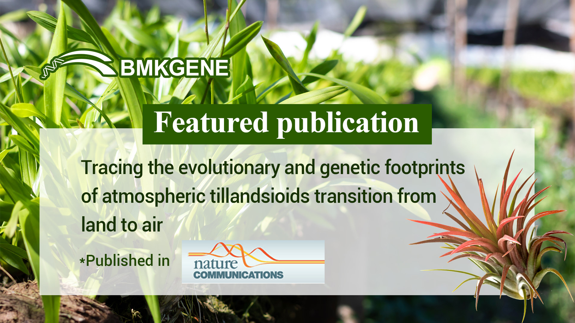 Featured Publication – Tracing the evolutionary and genetic footprints of atmospheric tillandsioids transition from land to air