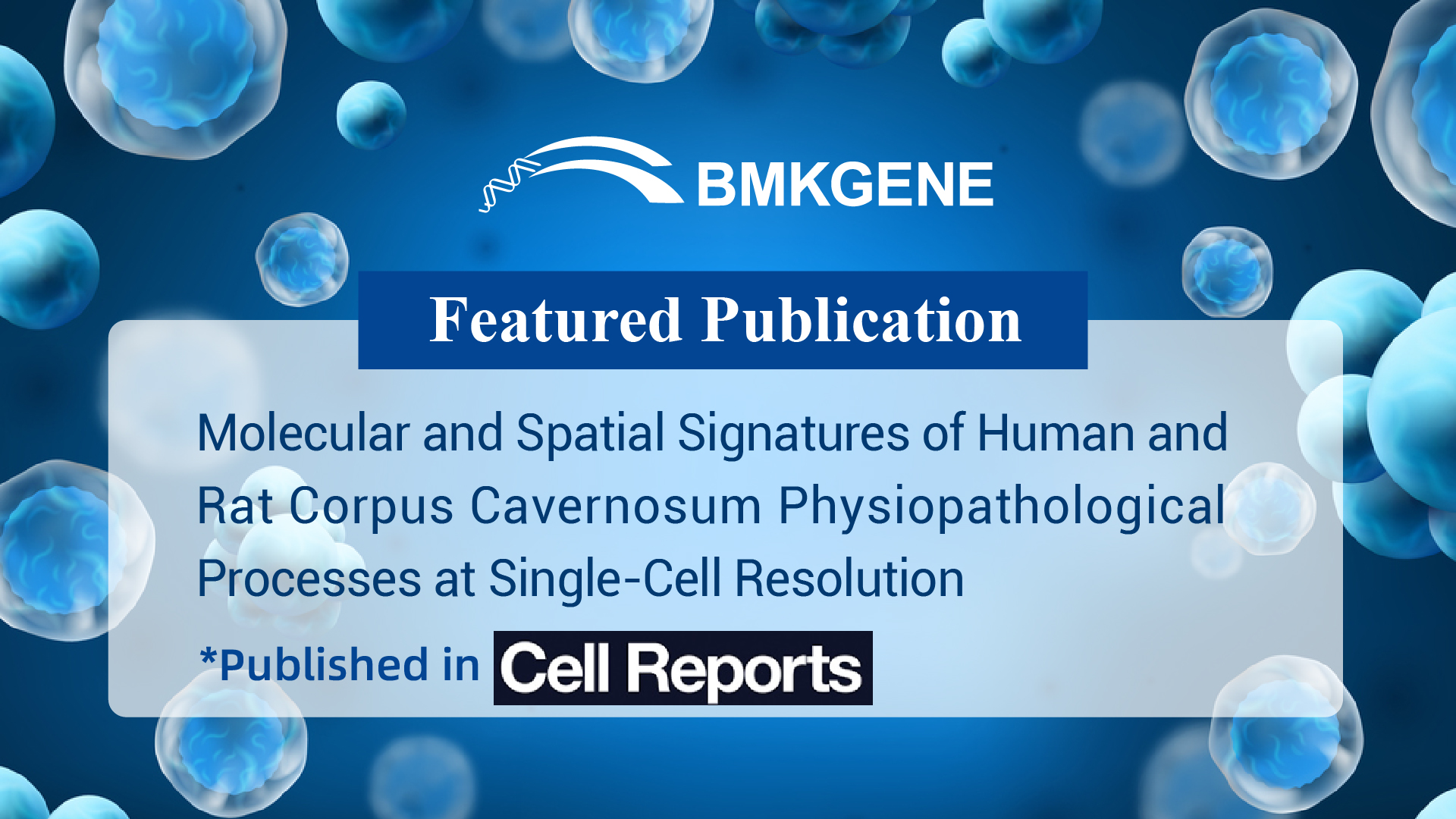 Featured Publication – Molecular and Spatial Signatures of Human and Rat Corpus Cavernosum Physiopathological Processes at Single-Cell Resolution