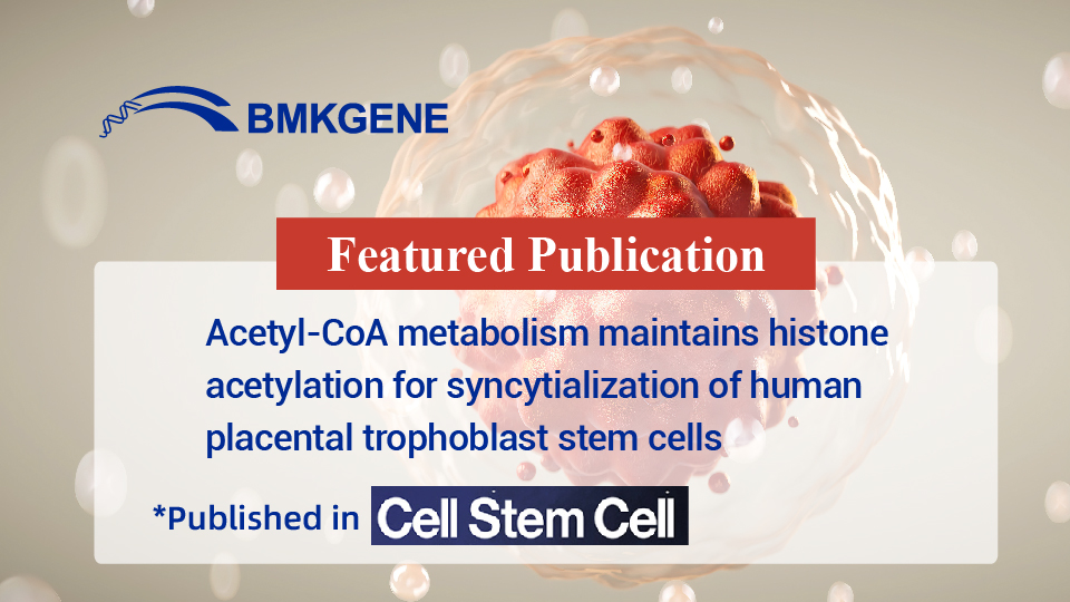 Featured Publication – Acetyl-CoA metabolism maintains histone acetylation for syncytialization of human placental trophoblast stem cells