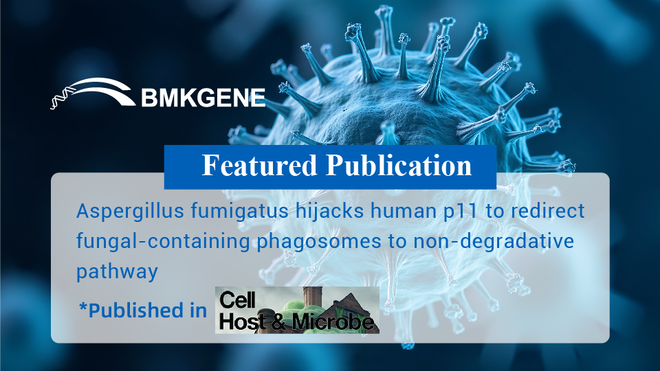 Featured Publication – Aspergillus fumigatus hijacks human p11 to redirect fungal-containing phagosomes to non-degradative pathway