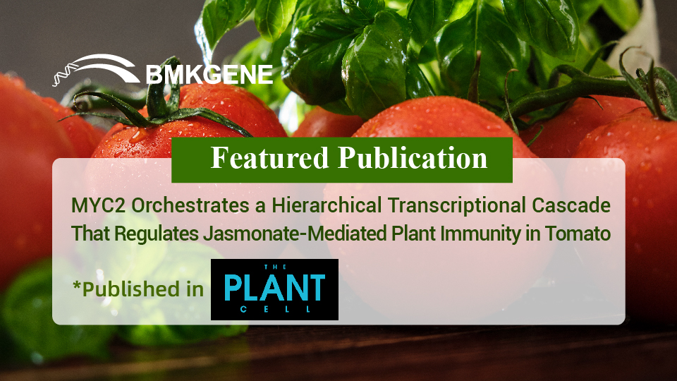 Featured Publication-MYC2 Orchestrates a Hierarchical Transcriptional Cascade That Regulates Jasmonate-Mediated Plant Immunity in Tomato