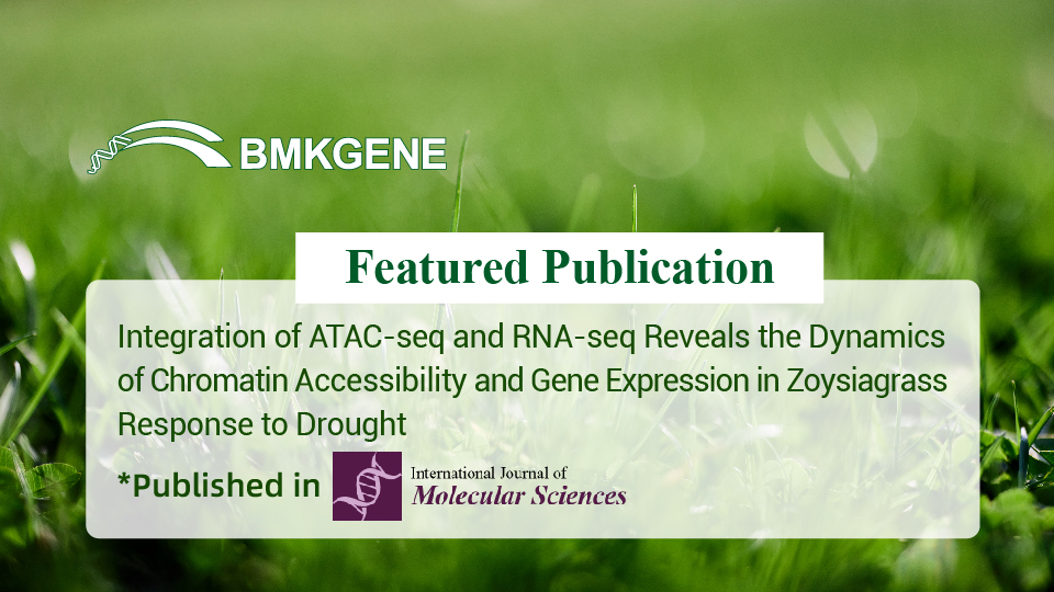 Featured Publication –  Integration of ATAC-seq and RNA-seq Reveals the Dynamics of Chromatin Accessibility and Gene Expression in Zoysiagrass Response to Drought