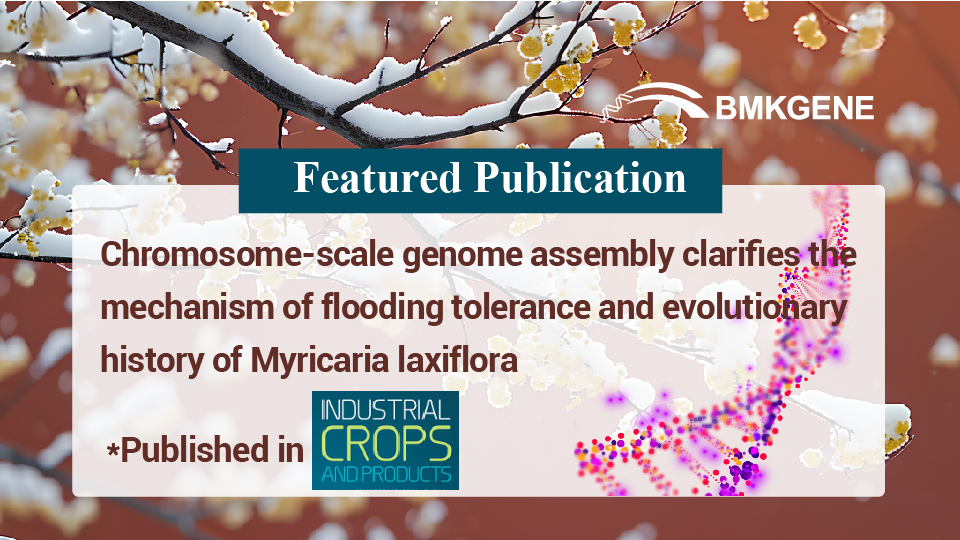 Featured Publication-Chromosome-scale genome assembly clarifies the mechanism of flooding tolerance and evolutionary history of Myricaria laxiflora