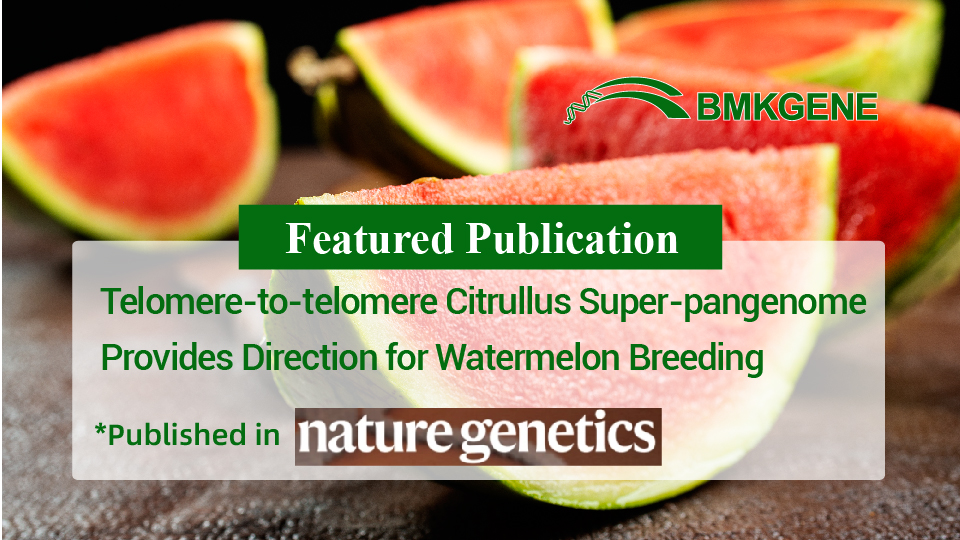 Featured Publication – Telomere-to-telomere Citrullus Super-pangenome Provides Direction for Watermelon Breeding