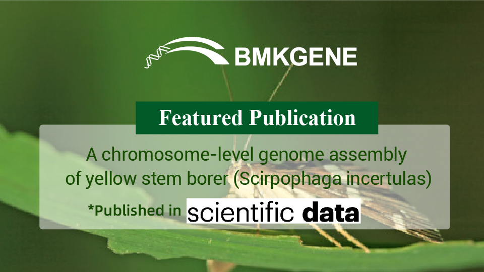 Featured Publication-A chromosome-level genome assembly of yellow stem borer (Scirpophaga incertulas)